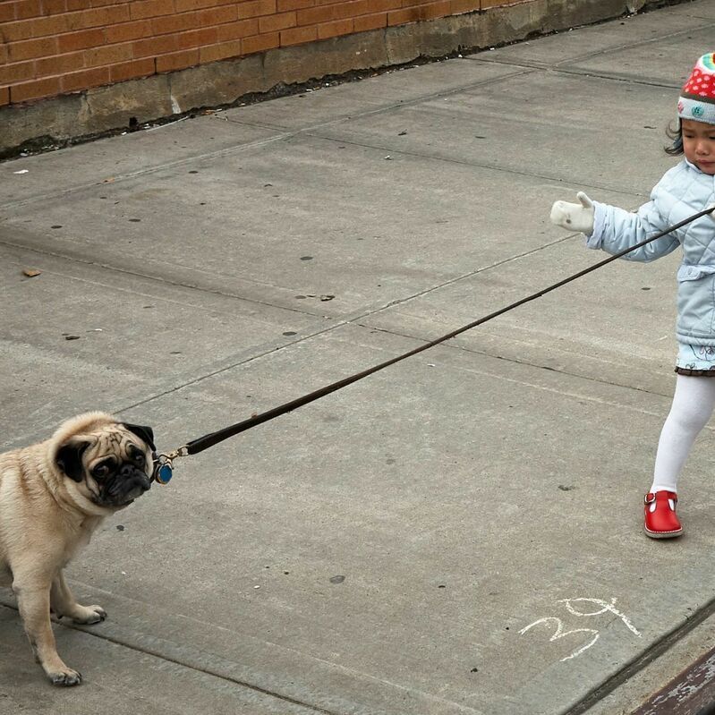 Hund Mops schaut unglücklich Kind zieht an Leine